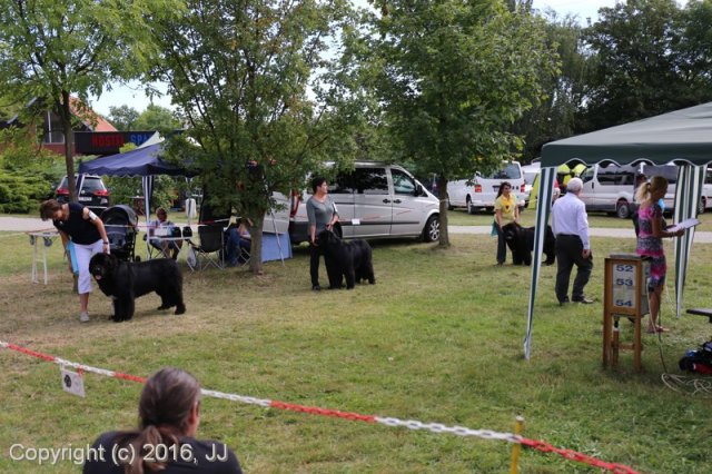 Džbán 4.9.2016 - Klubová výstava CAC